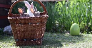 Adorable Fluffy Bunnies Peeked Out of A Basketful of Fun _ everything inspirational