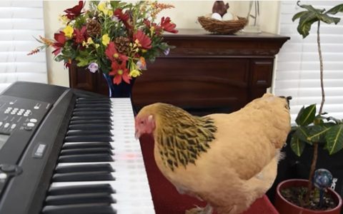 chicken plays the piano