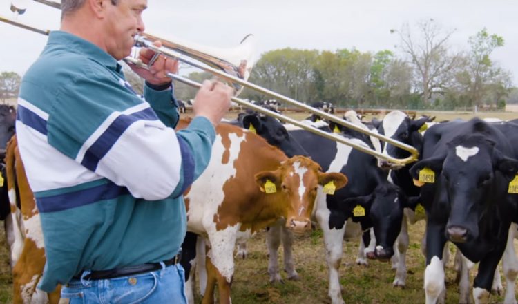 Dairy Farmer Performs Rgularly For His Jazz-Loving Cows _ everything inspirational