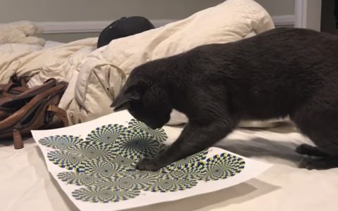 cat chases optical illusion