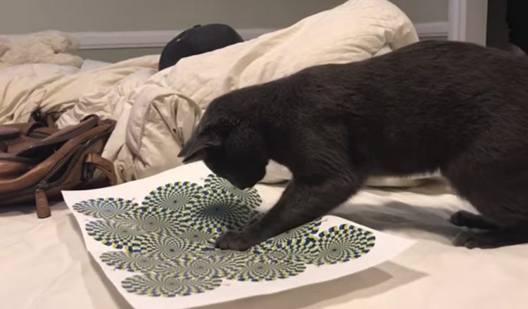cat chases optical illusion