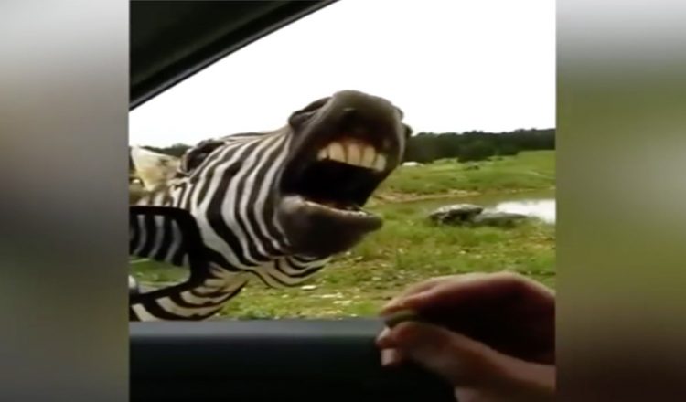 singing zebra