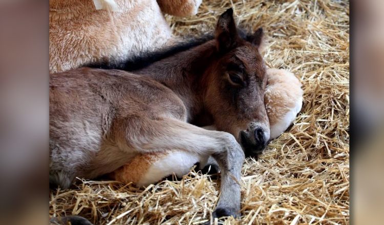Abandoned Pony Was Sad Until Owners Gave Him A Friend _ Breeze and Buttons Bear _ everything inspirational