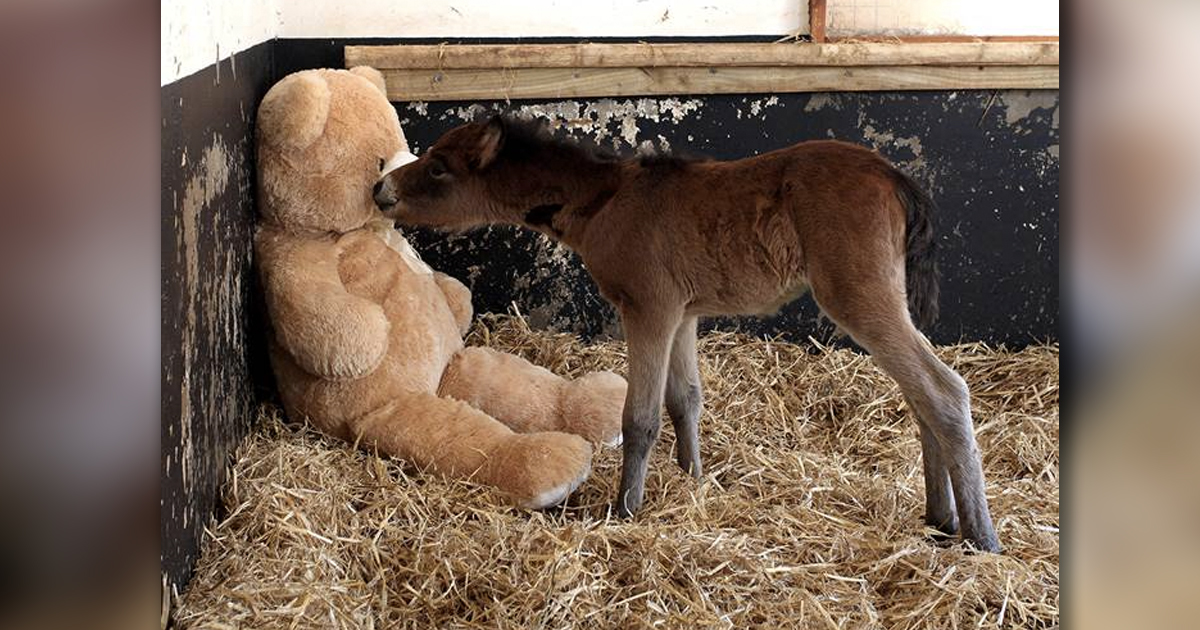 Abandoned Pony Was Sad Until Owners Gave Him A Friend _ Breeze and Buttons Bear _ everything inspirational