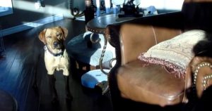 Funny Dog Keeps Turning Off The Roomba Vacuum _ everything inspirational