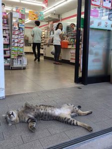8 Perfectly Timed Over-exaggerated Cat Moments Will Make You Chuckle _ store fainting cat _ everything inspirational