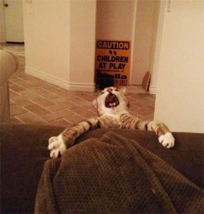 8 Perfectly Timed Over-exaggerated Cat Moments Will Make You Chuckle _ couch _ everything inspirational