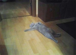 8 Perfectly Timed Over-exaggerated Cat Moments Will Make You Chuckle _ fainting cat _ everything inspirational