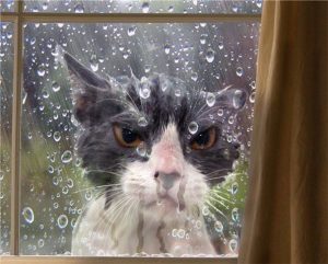 8 Perfectly Timed Over-exaggerated Cat Moments Will Make You Chuckle _ rain angry cat _ everything inspirational