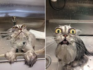 8 Perfectly Timed Over-exaggerated Cat Moments Will Make You Chuckle _ bath cat _ everything inspirational