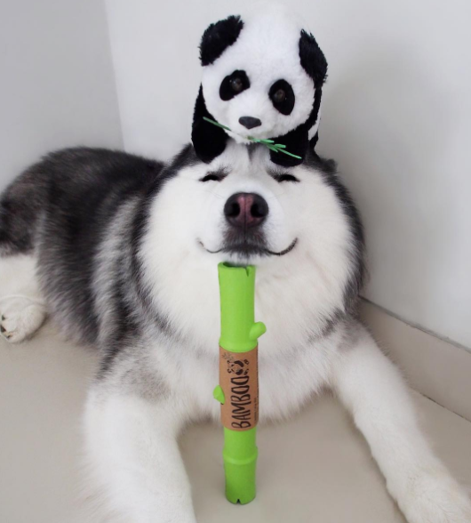 This Adorable Happy Husky Thinks He's A Panda _ everything inspirational