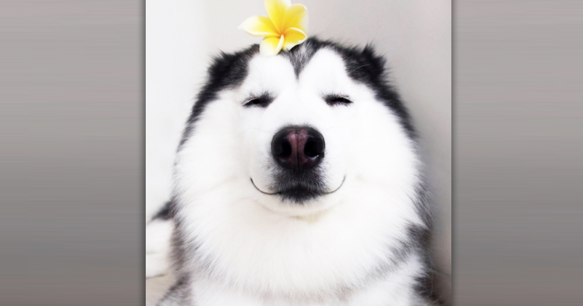 This Adorable Happy Husky Thinks He's A Panda _ everything inspirational