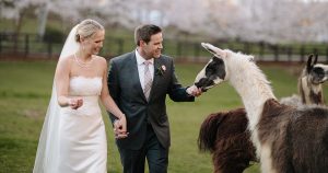 Weddings Can Be Stressful But Don't Worry These Dapper Llamas Are The Perfect Fix _ everything inspirational