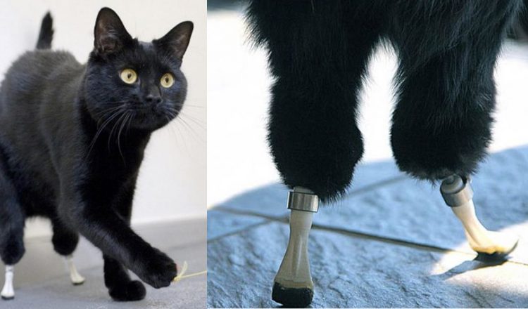 A Farming Accident Nearly Killed Him, Then He Got A Miracle and Some Duct Tape _ Oscar Bionic Cat _ everything inspirational