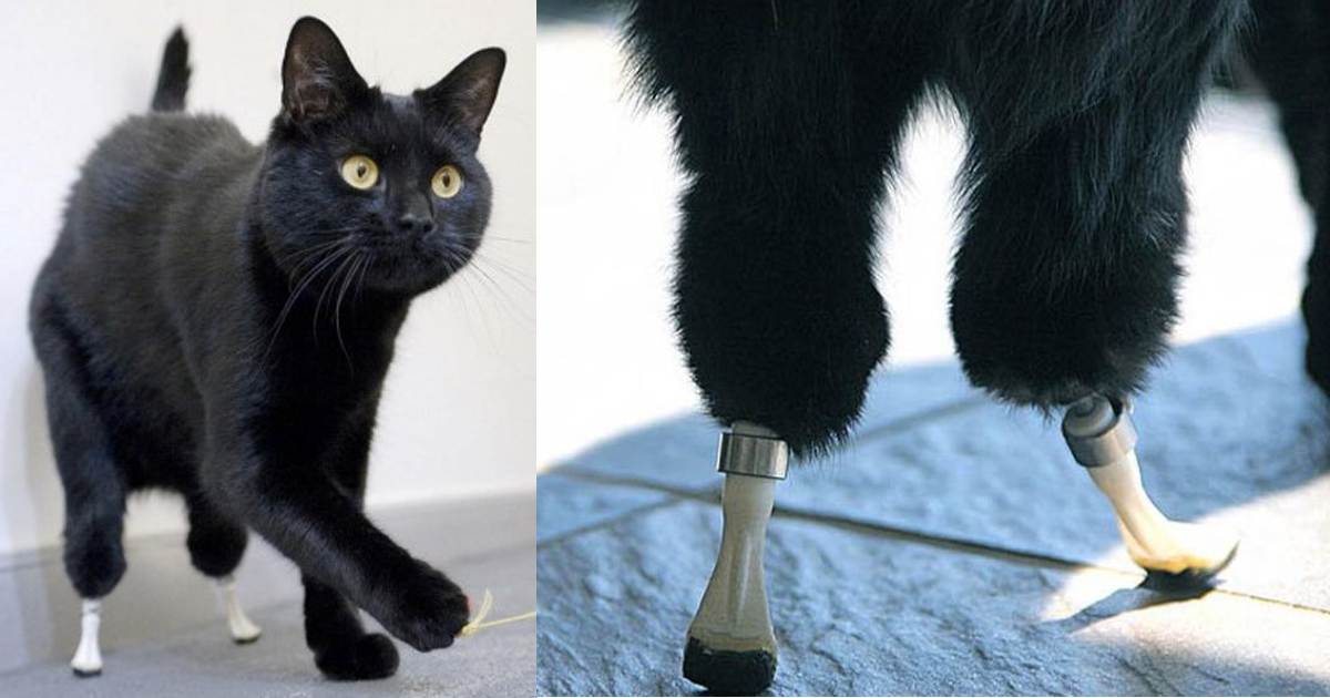 A Farming Accident Nearly Killed Him, Then He Got A Miracle and Some Duct Tape _ Oscar Bionic Cat _ everything inspirational