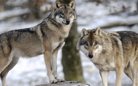 14 Wolves Went Into A Park, Then A Miracle Came Out _ everything inspirational