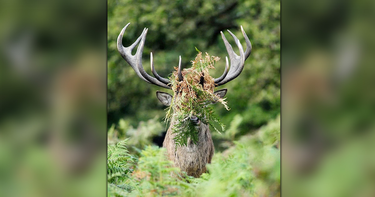 hilarious winners of comedy wildlife photography awards _ everything inspirational