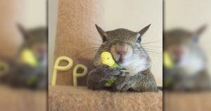 Jill The Squirrel Was Rescued During Hurricane And Found A New Home _ everything Inspirational