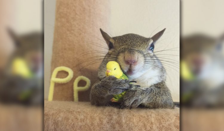 Jill The Squirrel Was Rescued During Hurricane And Found A New Home _ everything Inspirational