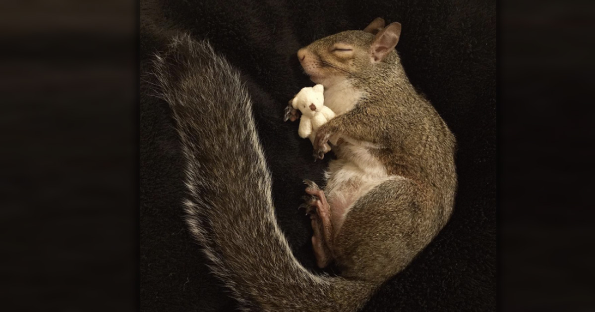 squirrel named jill Was Rescued During Hurricane And Found A New Home _ everything Inspirational