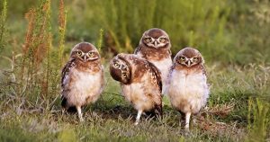 hilarious winners of comedy wildlife photography awards_ everything inspirational