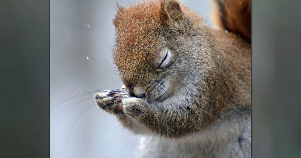 hilarious winners of comedy wildlife photography awards _ everything inspirational