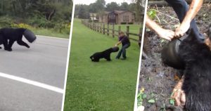 Bear Runs by With Bucket Stuck on Its Head, Then Man Risks Life to Save It _ everything inspirational