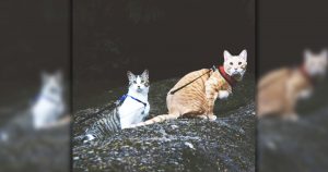 Fish and Chips: This Adventure-Loving Feline Duo Will Make You Smile _ Everything Inspirational