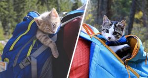 Fish and Chips: This Adventure-Loving Feline Duo Will Make You Smile _ Everything Inspirational