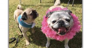 Girl Gives Birthday Surprise Of 100 Pugs To Brother With Autism _ everything inspirational