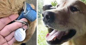 Man Stops To Help Lost Dog But Learns Dog Just Loves To Visit _ Dew Dog _ everything inspirational