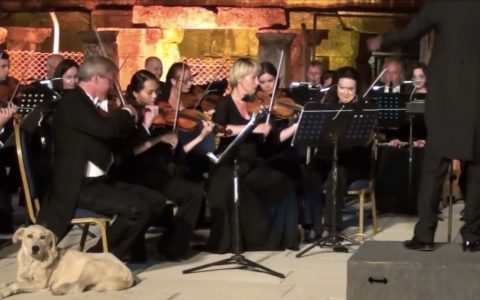 Stray Dog Steals The Show Lying Down During Orchestra Performance _ everything inspirational
