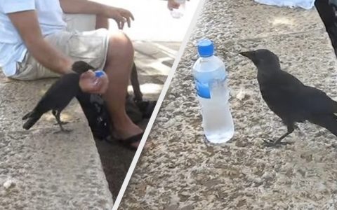 Smart Bird Turns To Family At Park For Help Getting Water On A Hot Day _ everything inspirational