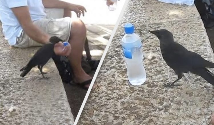 Smart Bird Turns To Family At Park For Help Getting Water On A Hot Day _ everything inspirational