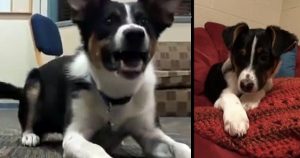 Dog Whispers Instead Of Bark So He Doesn't Wake The Neighbors _ everything inspirational