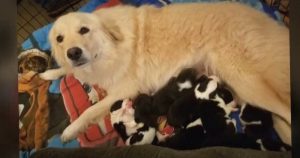 everything inspirational - Depressed Dog Loses Puppies in Fire And Is Introduced To A New Litter