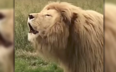 This Singing Lion Is Taking The Internet By Storm One Note At A Time _ everything inspirational