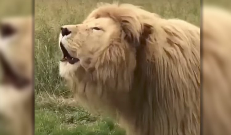 This Singing Lion Is Taking The Internet By Storm One Note At A Time _ everything inspirational