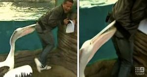 Pelican Attacks Weatherman And He Can't Stop Laughing _ everything inspirational