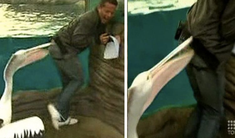Pelican Attacks Weatherman And He Can't Stop Laughing _ everything inspirational