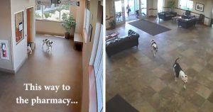 doggy duo wander into hospital _ everything inspirational