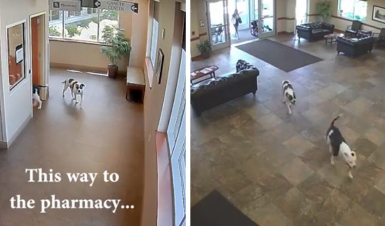 doggy duo wander into hospital _ everything inspirational