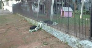 Puppy Drags Her Blanket To Share With A Cold Stray Dog