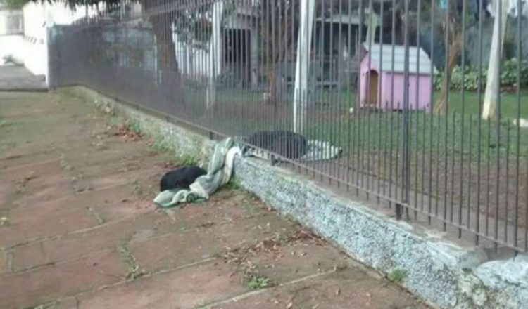 Puppy Drags Her Blanket To Share With A Cold Stray Dog
