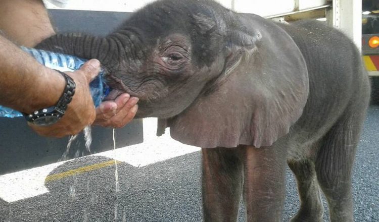 baby elephant saved by truck drivers _ botswana _ everything inspirational