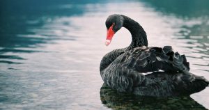 Dating Ad Placed For Widowed Black Swan, Now He Has A New Mate _ everything inspirational