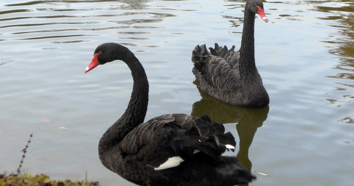 Dating Ad Placed For Widowed Black Swan, Now He Has A New Mate _ everything inspirational