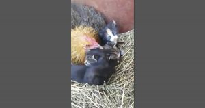 farmer finds chicken taking care of kittens instead of eggs _ everything inspirational