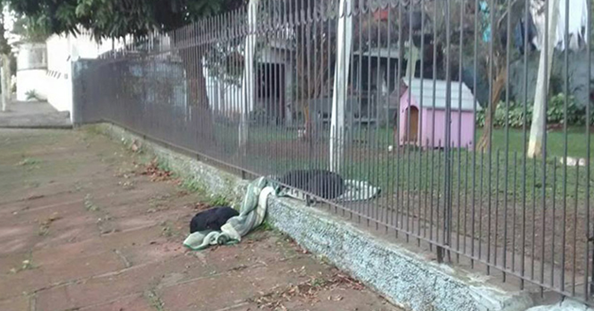 Puppy Drags Her Blanket To Share With A Cold Stray Dog _ everything inspirational
