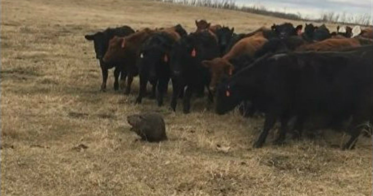 Brave Beaver Herds Over 150 Curious Cows Across Ranch_ everything inspirational
